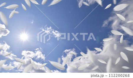 青空に白いガーベラが舞い踊る、清々しい季節の背景 青空に白いガーベラが舞い踊る、清々しい季節の背景 112200268