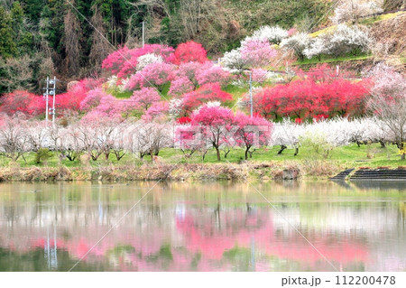 信州新町・ろうかく梅園 112200478