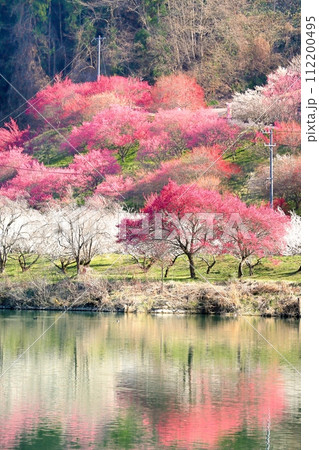 信州新町・ろうかく梅園 信州新町・ろうかく梅園 112200495