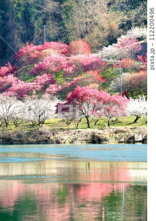 信州新町・ろうかく梅園 112200496