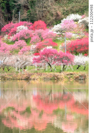 信州新町・ろうかく梅園 信州新町・ろうかく梅園 112200498