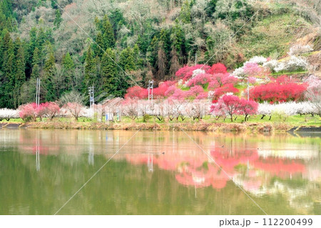 信州新町・ろうかく梅園 112200499