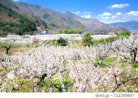 森の杏 森の杏 112200687