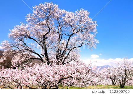 森の杏 森の杏 112200709