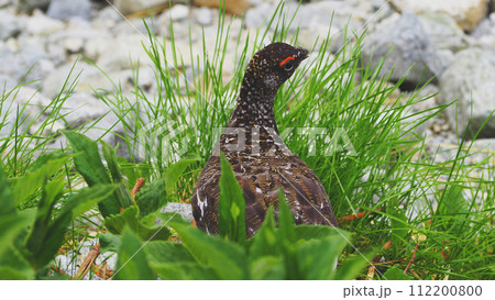 立山の雷鳥坂に住むライチョウ 112200800
