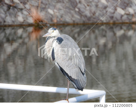 たたずむアオサギ 112200805