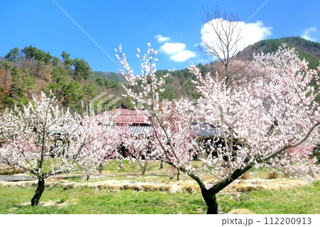 森の杏 森の杏 112200913