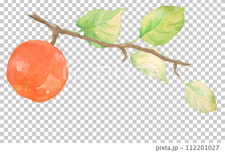 水彩畫的蘋果插圖 水彩畫的蘋果插圖 112201027