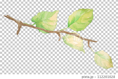 水彩畫的樹枝插圖 112201028