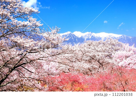 大草城址公園の桜 112201038