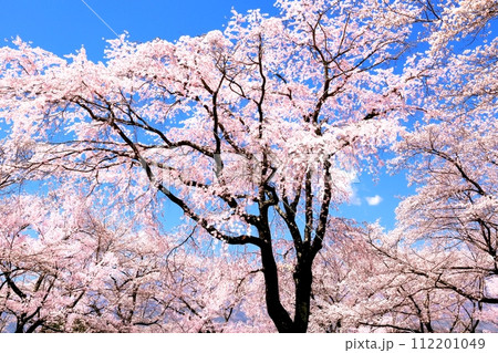 大草城址公園の桜 大草城址公園の桜 112201049