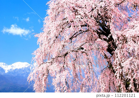 吉瀬の桜 吉瀬の桜 112201121