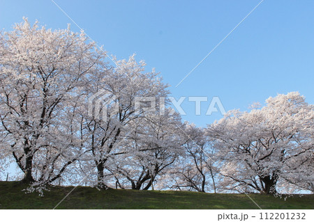 京都　背割堤の桜並木 112201232
