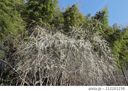 京都府城陽市　青谷の白梅と竹林 112201236