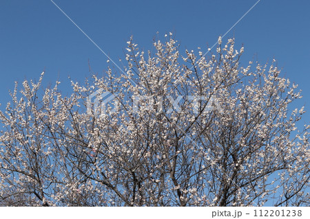 京都府城陽市 青谷の白梅 京都府城陽市 青谷の白梅 112201238