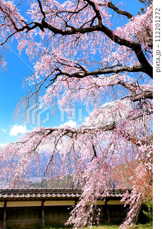 栖林寺の桜 栖林寺の桜 112201272