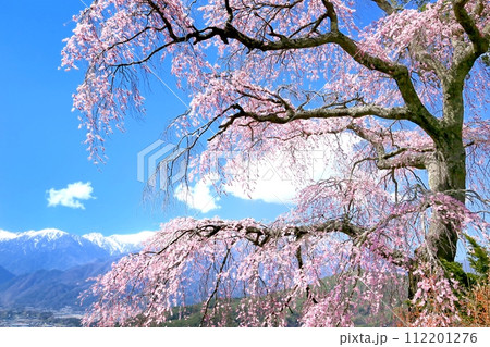 栖林寺の桜 栖林寺の桜 112201276