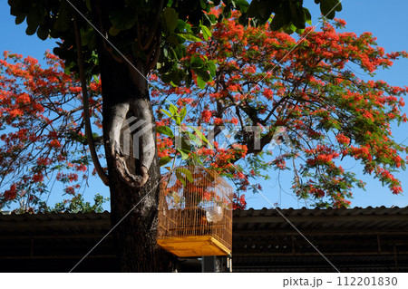 bird cage hang on Terminalia Catappa tree under blue sky and Red phoenix flower blossom vibrant 112201830