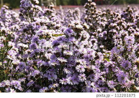 Blooming violet wild flowers 112201875