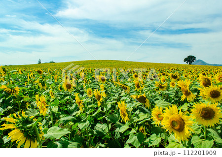 Beautiful field of sunflowers 112201909