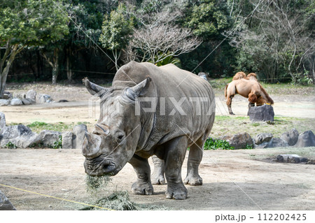 餌を食べるミナミシロサイ 112202425