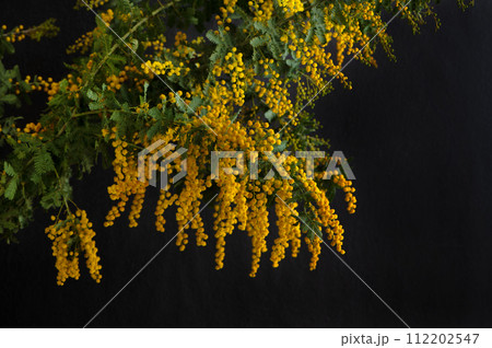 ミモザの花束　黒背景 112202547
