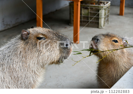 餌を食べるカピバラ 112202883