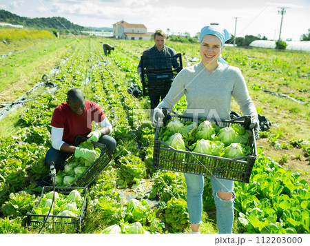 Young woman farmer holding crate with fresh cabbage Young woman farmer holding crate with fresh cabbage 112203000