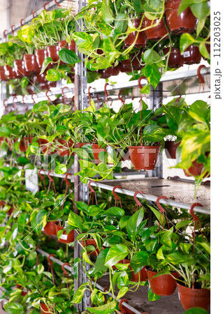 Tall specimens pothos tutor stand on floor, climbing vines presented on display in hanging pots Tall specimens pothos tutor stand on floor, climbing vines presented on display in hanging pots 112203025