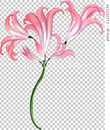 Flower and leaves watercolor element 112203134