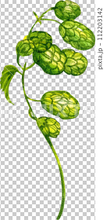 Flower and leaves watercolor element 112203142