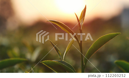 Green tea tree leaves field Fresh young tender bud herbal in farm on summer morning. Sunlight Green tea tree plant camellia sinensis in organic farm. Close up Tree tea plant green nature in morning 112203252
