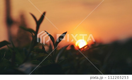 Green tea tree leaves field Fresh young tender bud herbal in farm on summer morning. Sunlight Green tea tree plant camellia sinensis in organic farm. Close up Tree tea plant green nature in morning 112203253