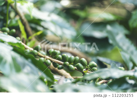 Green coffee bean berry plant fresh raw seed coffee tree growth in eco organic farm. Close up Green seed berries harvest arabica coffee garden. Fresh coffee bean green leaf bush ecology berry plant 112203255