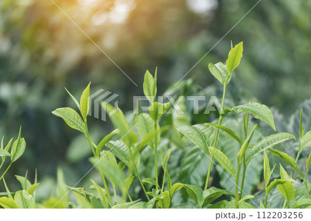 Green coffee bean berry plant with sunlight. Fresh raw seed coffee tree growth in eco organic farm morning time. Close up Green seed berries arabica coffee garden. Fresh coffee bean green leaf plant 112203256