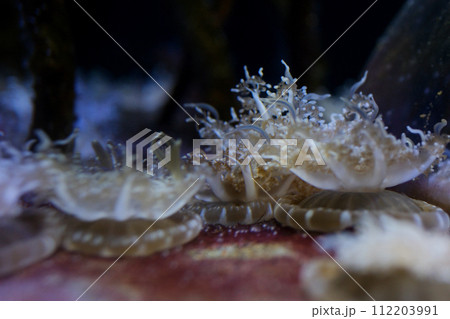 upside down jellyfish swimming in aquarium tank water with tentacles 112203991