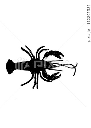 silhouette of lobster shrimp isolated on white background, invertebrate animal silhouette of lobster shrimp isolated on white background, invertebrate animal 112205582