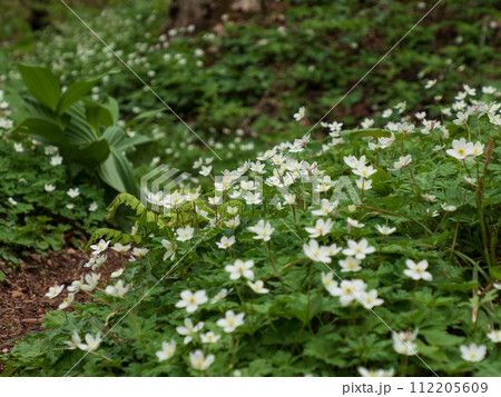 春山のニリンソウ 112205609