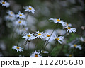Daisy, White siberian chrysanthemum flower 112205630