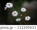 Daisy, White siberian chrysanthemum flower 112205631
