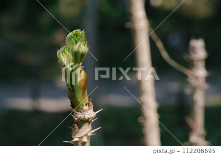 山菜の王様タラの芽 山菜の王様タラの芽 112206695