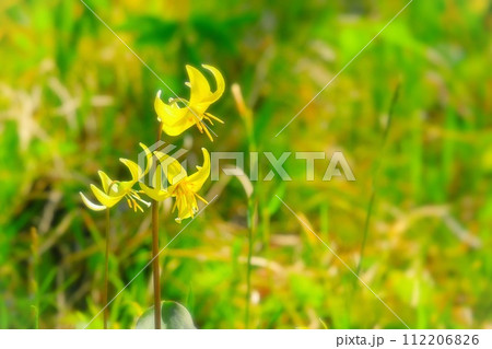 可憐な小花の黄花カタクリ 可憐な小花の黄花カタクリ 112206826