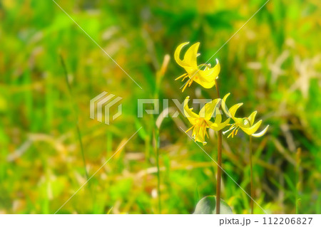 可憐な小花の黄花カタクリ 112206827