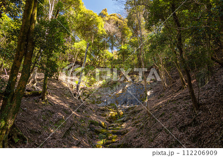 木漏れ日射す雑木林　京都府宇治市 112206909
