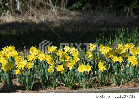 すいせん 112207735