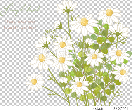 Chamomile and plant bushes Chamomile and plant bushes 112207741