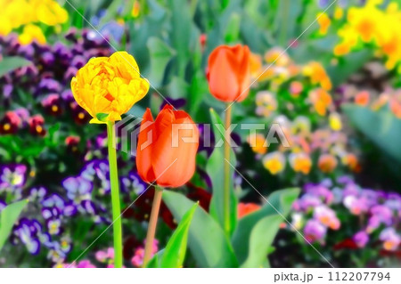 八重咲きの鮮やかな黄色いチューリップ 112207794