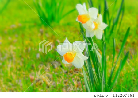 清々しい白とオレンジ色のラッパ水仙 112207961