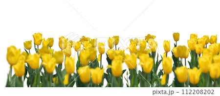 Bright Yellow Flowers Blooming under Open Sky Bright Yellow Flowers Blooming under Open Sky 112208202