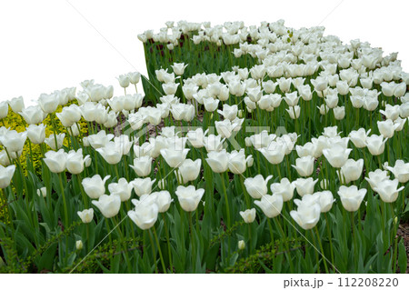 Serene White Tulips Elegantly Standing in Bloom Serene White Tulips Elegantly Standing in Bloom 112208220